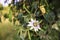 Close up of exotic passionflower seeds on natural green background. passiflora Caerulea