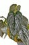 Close up of exotic \\\'Philodendron Brandtianum\\\' houseplant with silver patter