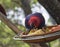 Close up exotic red blue parrot Agapornis parakeet eating grain