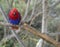 Close up exotic red blue parrot Agapornis parakeet sitting on th