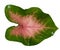 Close up exotic shape leaves Caladiums