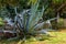 Close-up of exotic succulent plant Agave growing in park