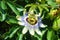 Close up of exotic tropical Passion Flower, Passiflora flower,