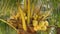 Close-up of exotic yellow unripe young fresh coconuts growing on green palm among leaves on sunny day. Natural texture