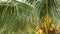 Close-up of exotic yellow unripe young fresh coconuts growing on green palm among leaves on sunny day. Natural texture