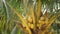 Close-up of exotic yellow unripe young fresh coconuts growing on green palm among leaves on sunny day. Natural texture