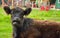 Close up of a expressive grazing cow.