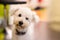 Close up of expressive white bichon frise