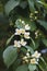 Close-up of exquisite Philadelphus flowers on green shrub