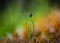 Close up extreme macro of small green common pine tree sprout with seed in the moss in the forest. Pine baby