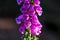 Close up of an extremely pink native foxglove in the sun. Poisonous Digitalis purpurea red foxglove in bloom