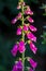 Close up of an extremely pink native foxglove in the sun . Poisonous Digitalis purpurea red foxglove in bloom . Saxony .