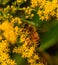 Close up eye of Bee, insect, perhaps Western Honey bee on yellow flower, solidago, goldenrod flower