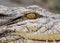 Close up Eye of Crocodile was Sunbathing Isolated on Background