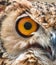 Close-up of the eye of an Eurasian / European eagle-owl