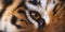 CLose-up eye of the fierce tiger as texture