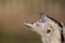 Close up of the eye of a greater Rhea showing the  nictitating membrane