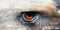 Close-Up of the Eye of a Griffon Vulture