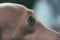 Close-up eye from a italian greyhound dog