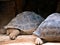 Close-up at eye level of a right hind leg with the four Close-up  of a right hind leg with the four thick toe claws of two turtles