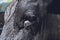 Close-up of the eye of a Negra AvileÃ±a cow exposed to the public.