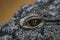 Close up eye of a nile crocodile