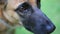 Close up of eye and nose Of german shepherd puppy