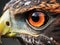 close up eye of predator bird