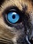 Close-up of the eye of a ring-tailed lemur