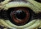 Close up Eye of Snake