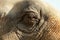 Close up of the eye of a wise and noble elephant at Chiang Mai, Thailand