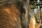 Close up of the eye of a wise and noble elephant at Chiang Mai, Thailand