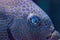 Close up of the eye of a Yellowspot rabbitfish Siganus guttatus