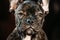 Close Up Eye Of Young Black French Bulldog Dog Puppy. Funny Dog