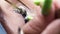 Close-up of the eyelash extension procedure, the master lays out the risnichki with the help of tweezers, gluing bunches of