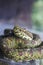 Close Up Eyelash Viper Curled Up