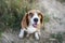 Close-up the eyes of an adorable tri-color beagle dog