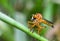 Close up eyes dragonfly