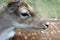 Close-up of the eyes of a fallow deer lady, the nose of a doe from the side