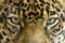 Close up eyes jaguar big cat, costa rica