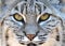 close up eyes North american bobcat yellowstone
