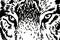 Close -up eyes of tiger, muzzle of angry tiger abstract illustration