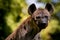 Close up face of african hyena against jungle blur background