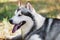 Close up face of Alaskan malamute  dog