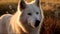 Close up face of Arctic wolf observing in the bush nature background