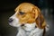 Close up face Beagle Dog