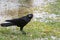 Close up face of black bird crow perching on green grass field