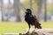 Close up face of black bird crow perching on rock with blurry ba