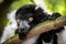 Close up of a the face of a black and white ruffed lemur resting on a limb
