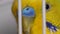 Close-up face of a budgerigar green in a cage. macro.Parrot wavy look. exotic birds. Domestic birds are pets. Selective focus